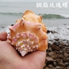 天然大海螺大贝壳胭脂螺玫瑰螺鱼缸珊瑚造景送人生日礼物海螺标本