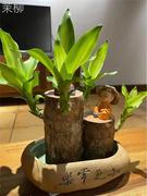 巴西木水培养开花植物招财幸运室内前台茶几桌摆四季四季长青盆栽