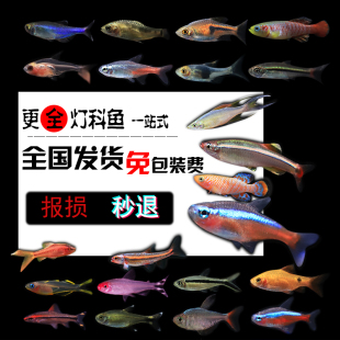 热带鱼鱼小型观赏鱼红绿灯，灯科鱼淡水，宝莲灯新手金波子金线长尾