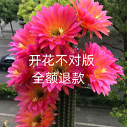 开花仙人球毛花柱彩草飞碟大花品种室内绿植好养活多肉植物防辐射