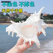 千手螺菊花螺天然海螺贝壳，鱼缸装饰品水族箱，造景地中海小摆件