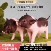 香猪幼崽荷兰香猪巴马香猪宠物迷你猪宠物猪活的小猪仔活猪长不大