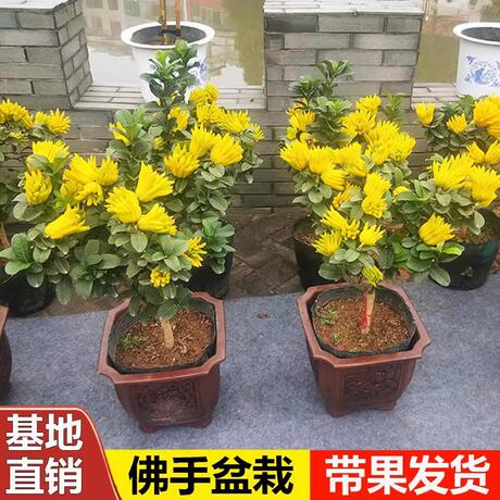 金华佛手