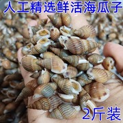 海瓜子鲜活青岛贝类海鲜野生水产海螺丝小海螺海丁麻辣商用大海锥
