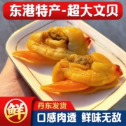 东港特产超大文贝干丹东即食黄蚬子海鲜零食海产品原产地
