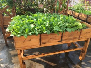 实木花盆长方形露天阳台种植箱原木，种菜盆户外大型果树盆室内花箱