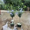 蓝色雪纺木槿花丛生苗盆栽带花苞蓝雪纺木槿花灌木庭院阳台植物