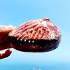 天然鲍鱼壳饰品海螺贝壳摆件收藏标本饰品鱼缸造景地中海风格