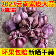新鲜蒜头2023云南正宗紫皮大蒜，农家大蒜头大理本地干蒜5斤红蒜种