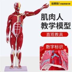.人体全身肌肉附内脏器官解剖模型医学人体肌肉模型80CM肌肉人