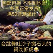 东北高帆褐吻非济南高帆虾虎鱼冷水鱼原生鱼淡水鱼观赏鱼亲子小宠