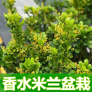 香水米兰盆栽带花苞四季花卉植物室内花客厅卧室花苗浓香型开花