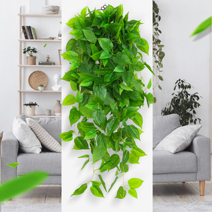 仿真植物壁挂假花藤条藤蔓，绿植墙面客厅室内绿萝吊兰装饰挂墙吊篮