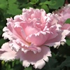 索菲罗莎月季花苗大花，浓香直立性开花粉色，玫瑰花四季盆栽花卉植物