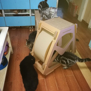 猫跑步机水车轮猫板磨爪器猫爬架瓦楞纸，猫窝滚轮猫用品