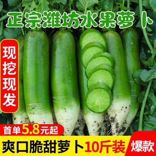 潍坊水果萝卜甜脆水果型绿青萝卜新鲜生吃10斤正宗水萝卜