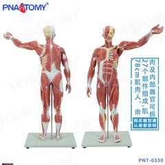 人体肌肉模型78cm可拆身体器官解剖H教具医用瑜伽健身培训康复道
