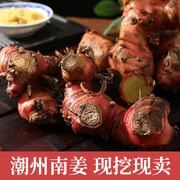 广东潮汕新鲜南姜野生山姜芦苇(姜芦苇)姜，牛羊肉火锅去腥味去膻提味调料品