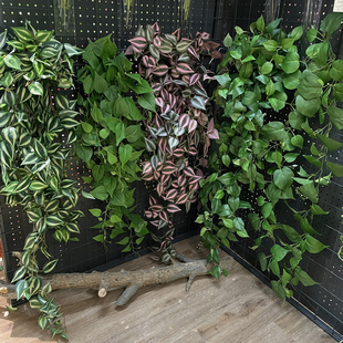 仿真绿萝叶壁挂爬藤缠绕植物餐厅工程造景装饰吊竹梅，藤蔓吊兰绿植
