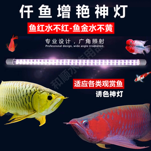 仟鱼神灯龙鱼专用灯增艳增色金龙，红龙鱼灯鹦鹉，潜水防水led鱼缸灯