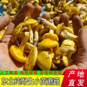 东北野生小黄蘑菇特级干货特产黄油松(黄油松，)蘑菇煲汤菌类小鸡炖蘑菇500g
