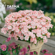 塔莎的花园 福禄考宿根植物耐寒容易开花植物阳台盆栽多年生草本