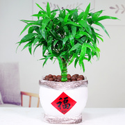 佛肚竹老桩绿植盆栽植物葫芦竹，客厅盆景办公室内四季常青好养易活