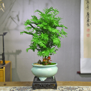 红豆杉树苗盆栽新中式盆景办公室内摆件植物室内花桌面绿植好养