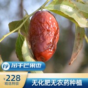 新疆古楼兰吊干特级芒果枣无化肥农药非若羌红枣孕妇零食