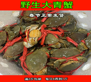 （鲜活大青蟹）鲜活膏蟹母蟹活蟹红蟳肉蟹野生海蟹（满2斤）