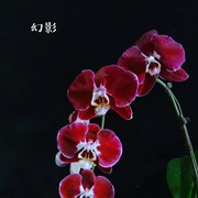 麒麟兰花c幻影苗趣味蝴蝶兰盆栽室内阳台四季鲜花花期长