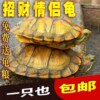 小乌龟巴西黄金乌龟宠物小乌龟陆地龟，长寿乌龟观赏龟吃粪清洁水龟