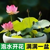 碗莲水培植物花卉室内花种子籽好养四季开花无土水养睡莲莲子