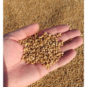 2023年苏北农家自种小麦粒 带皮小麦种子小麦汁 麦芽糖 500克