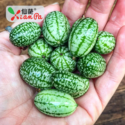 仙葩拇指西瓜种子迷你拇指，小西瓜阳台盆栽家庭，小院种植水果瓜果
