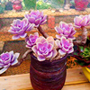 紫珍珠多肉植物，老桩群景天科石莲花属桌面盆栽，绿植净化空气防辐射