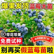 蓝莓树果苗蓝莓苗盆栽地栽果苗，带大果南北方种植苗兔眼绿宝石果树