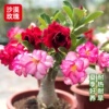 重瓣沙漠玫瑰花苗盆栽带花苞，多肉植物老桩室内外绿植盆景四季开花