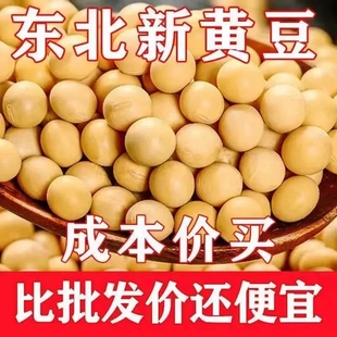 新豆东北黑龙江黄豆，农家自产五谷杂粮打豆浆豆芽黄豆新