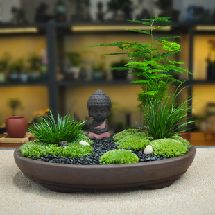苔藓微景观植物虎须小盆栽文竹办公桌面摆件创意好养茶桌盆景