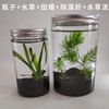 科学生态瓶微景观鱼缸小虾水草植物迷你小型造景DIY材料学生作业