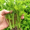 沙拉水果芹菜种子小香芹菜种籽籽种苗秧蔬菜孑苗根根苗过年菜籽
