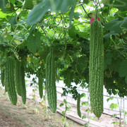 苦瓜种籽蔬菜种孑特大四季播菜籽种大全室内易种花种籽子农家种子