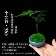 创意组合迷你盆景六月雪小文竹仙人掌苔藓微景观，盆栽植物办公室内