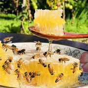 蜂巢蜜蜂蜜 农家自产老蜂巢嚼着吃 纯正天然土蜂蜜礼盒500g