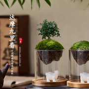 达摩九里香苔藓微景观迷你趣味办公室内桌面创意玻璃小绿植物盆栽