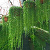 多肉植物珍珠吊兰盆栽室内花卉 佛珠吊兰 吸甲醛净化空气阳台绿植
