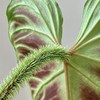 南美荧光蔓绿绒 天南r星科热植室内植物热带植物荧光蔓绿绒