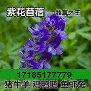紫花苜蓿种子猪牛羊兔鸡鸭鹅多年生四季养殖牧草苜蓿草籽鱼草种籽