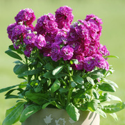紫罗兰花种子易种易活花种籽子播种四季开花非洲堇盆栽花卉花种籽